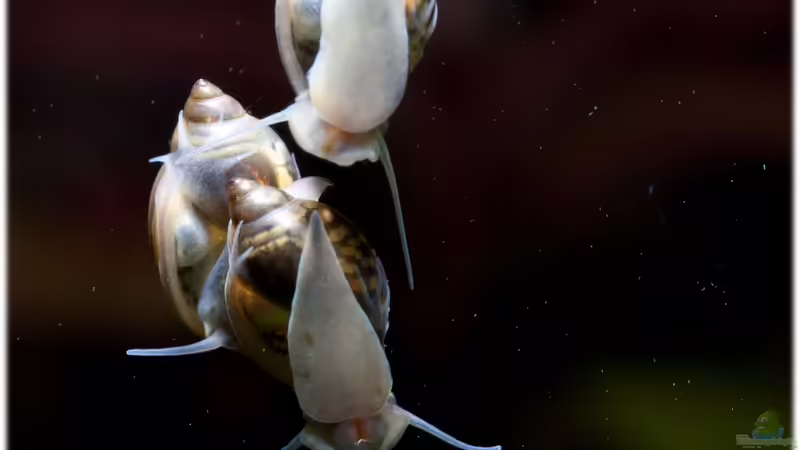 24.04.2012 - Blasenschnecken von Ralf64 (60)