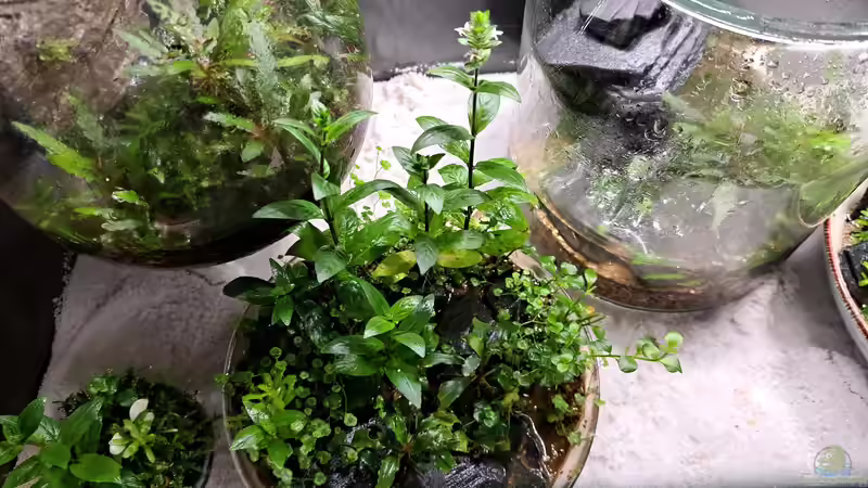 24.04.2023 Blüte der Staurogyne von okefenokee (15)