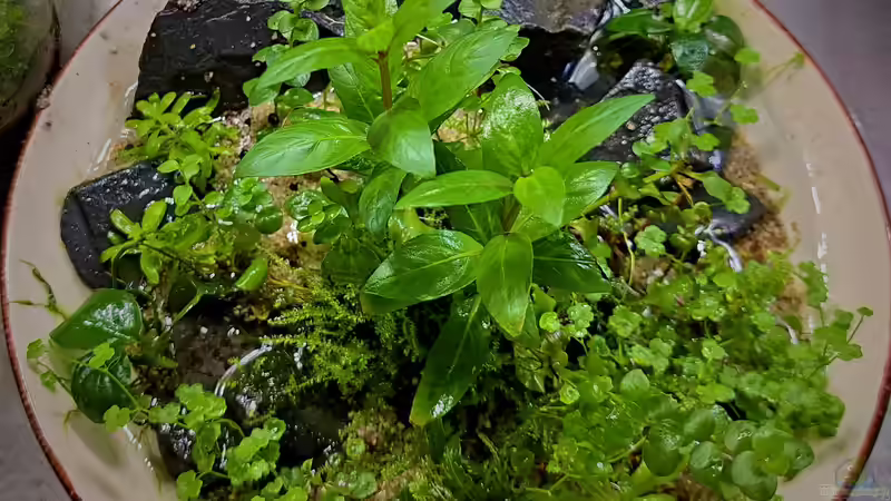 24.04.2023 von okefenokee (21)