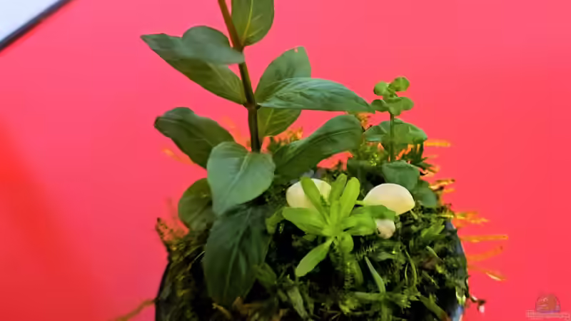 24.04.2023 von okefenokee (24)