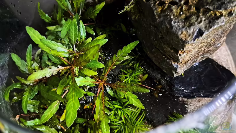 24.04.2023 von okefenokee (31)