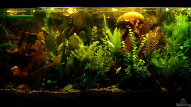 24/05/08 von TetraMike (10)