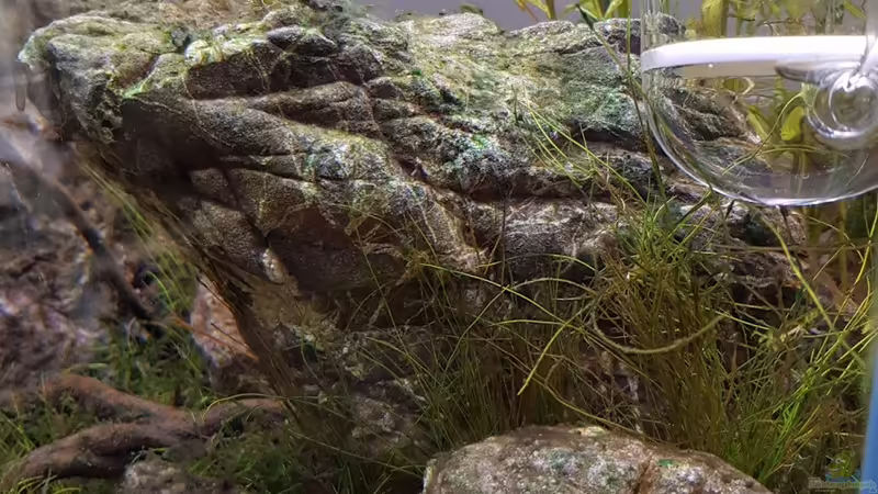 24.05.2020 - Limnophila hippuridoides  von Julia S. (5)