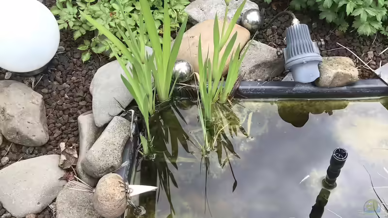 24.05.2022 die ersten Blütenansätze nach 3 Jahren von herkla (13)