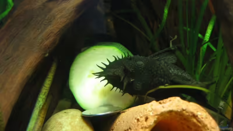 24.06.2007: Ancistrus dolichopterus - Antennen Wels (Männchen) Auf der Zucchini von Steffen L. (24)