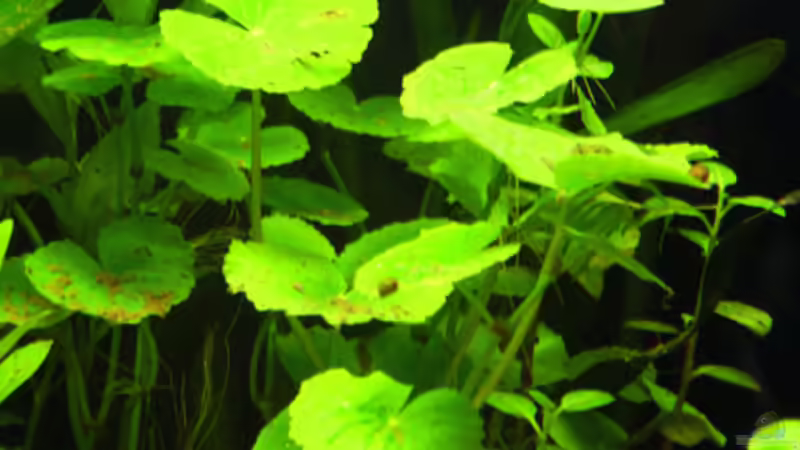 24.06.2009 ~ Brasilianischer Wassernabel von Quyrill (10)