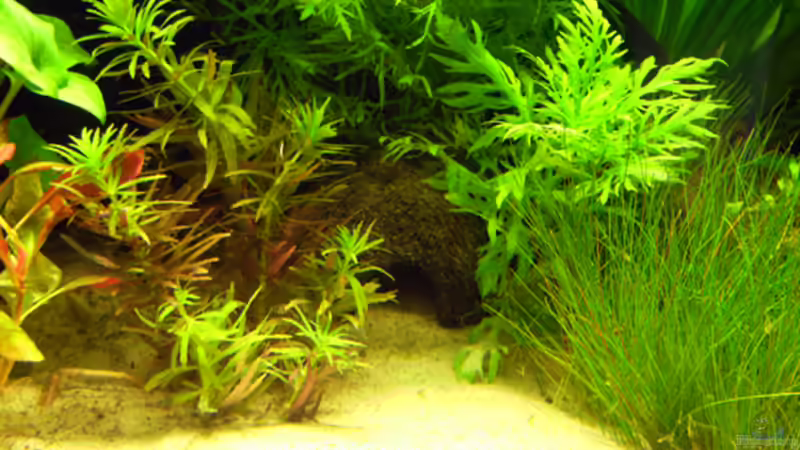 24.06.2009 ~ Das Fischheim... Am Aquariengrund 1 von Quyrill (3)