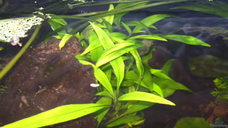 24.06.2009 ~ Indischer Wasserfreund (von oben betrachtet) von Quyrill (11)