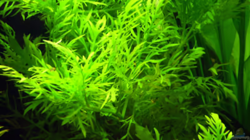 24.06.2009 ~ Indischer Wasserstern von Quyrill (13)