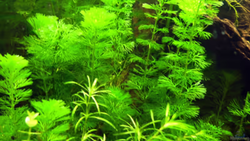 24.06.2009 ~ Karolina-Haarnixe von Quyrill (12)