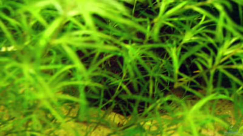 24.06.2009 ~ Tschungelheim... Im Urwald 7 von Quyrill (4)