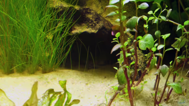 24.06.2009 ~ Wurzelwohung... Wurzelgasse 9 von Quyrill (5)