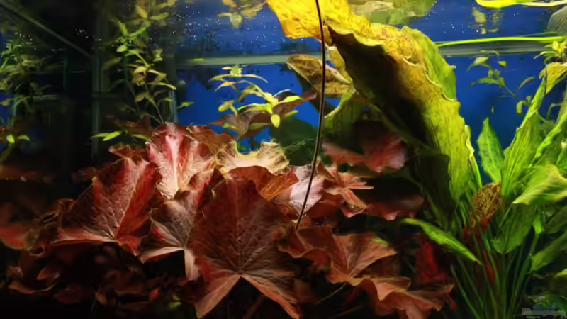 24,06,2011 Lotus wächst wieder von balzman (5)