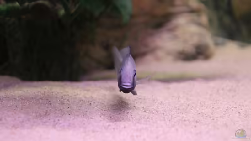 24-06-2012 von HirMat (32)