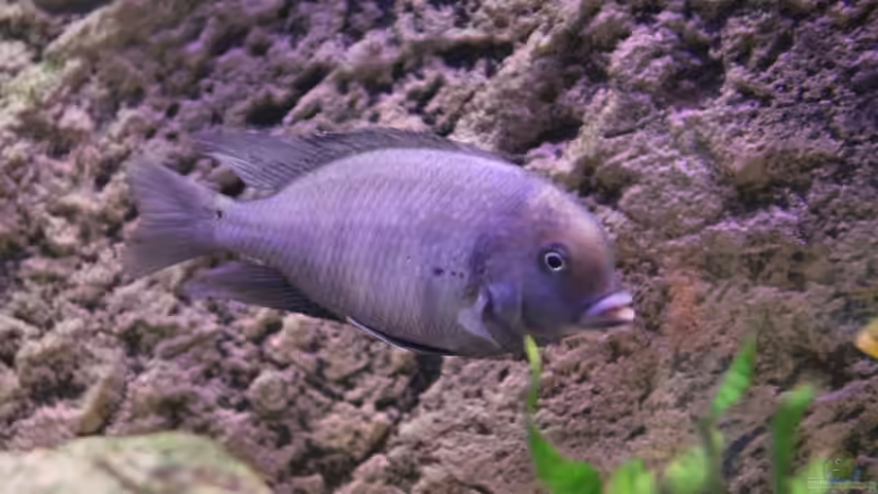 24-06-2012 von HirMat (37)