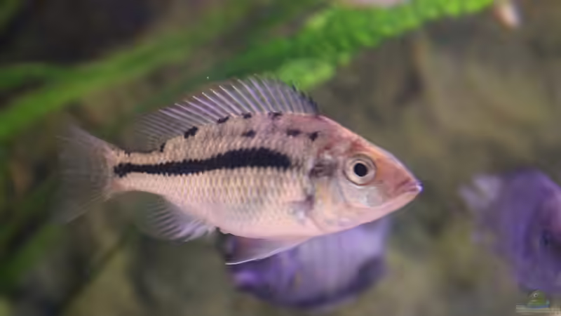 24-06-2012 von HirMat (39)