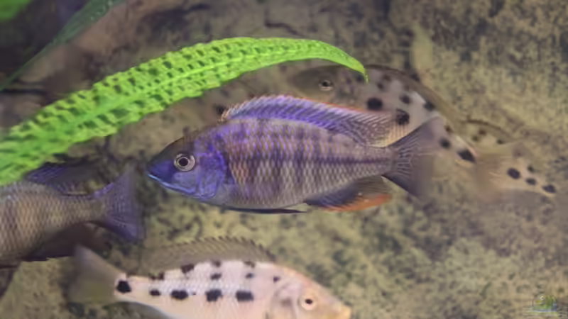 24-06-2012 von HirMat (40)