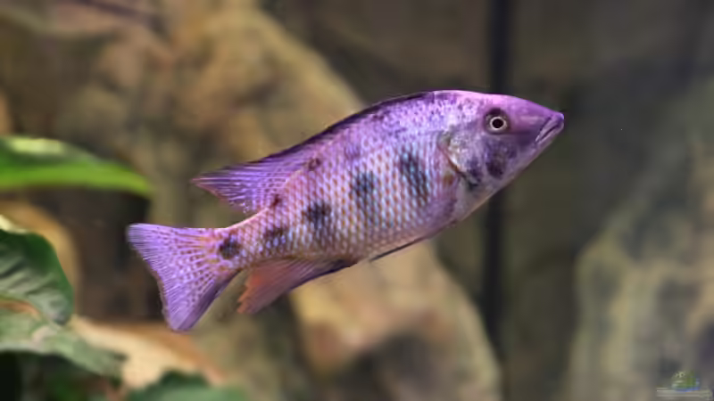 24-06-2012 von HirMat (41)