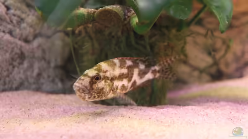 24-06-2012 von HirMat (42)