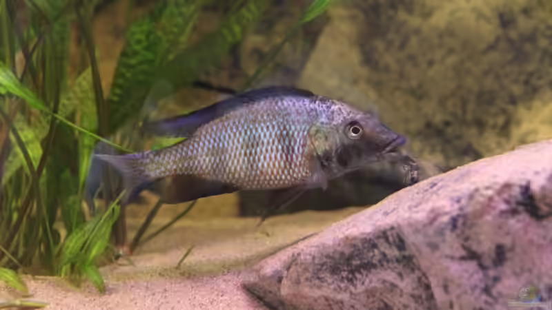 24-06-2012 von HirMat (43)