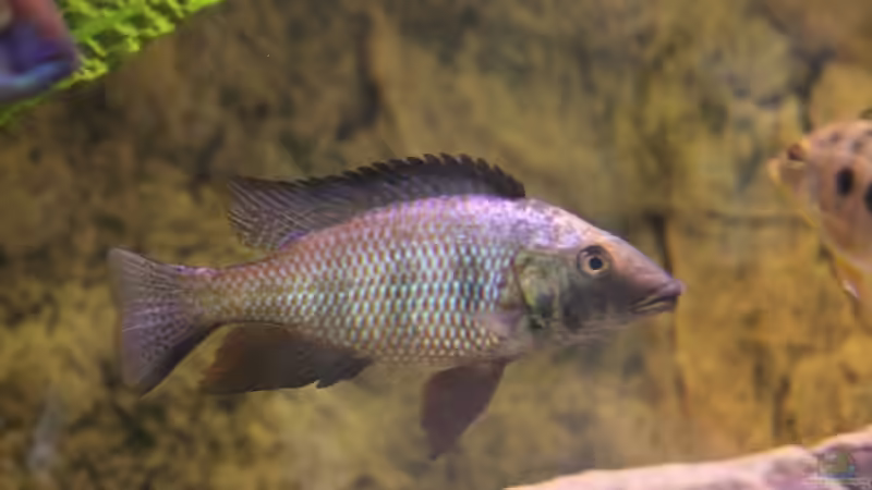 24-06-2012 von HirMat (44)