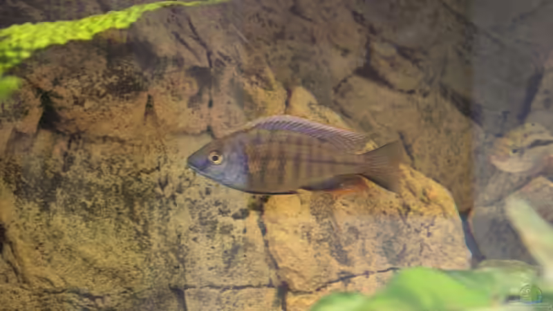 24-06-2012 von HirMat (45)