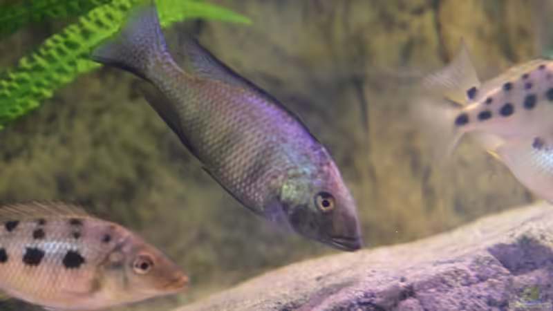 24-06-2012 von HirMat (46)