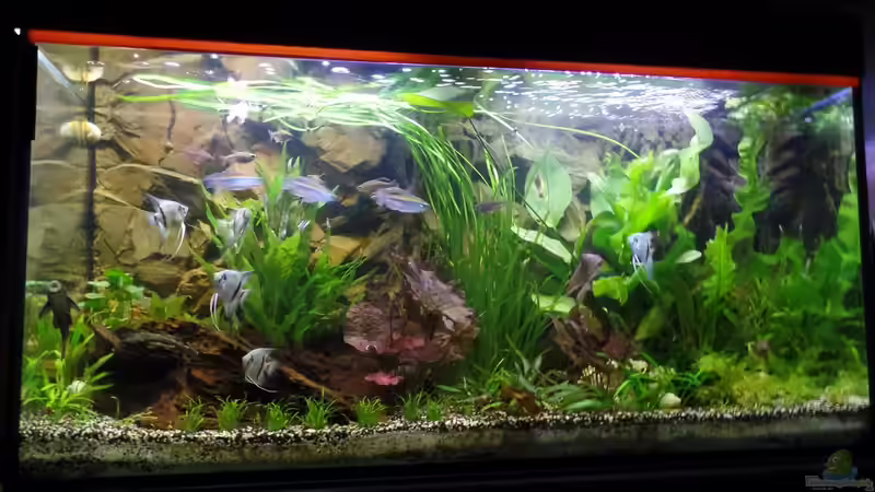 24.06.2014 von raubsau (32)