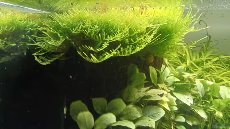 24.06.2023 Baum links von Mr-Shrimp (70)