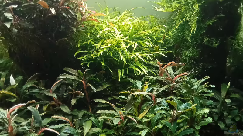 24.06.2023 von Mr-Shrimp (32)