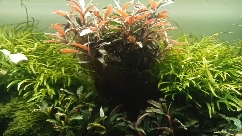 24.06.2023 von Mr-Shrimp (61)