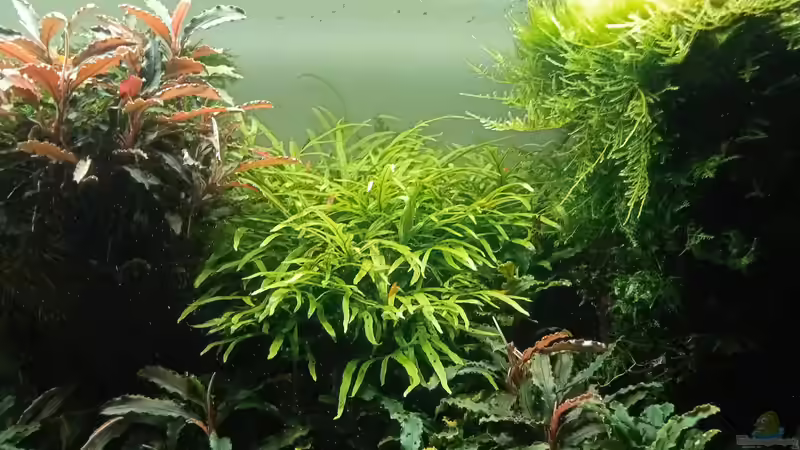 24.06.2023 von Mr-Shrimp (62)