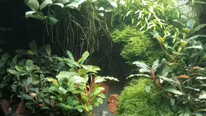 24.06.2023 von Mr-Shrimp (71)