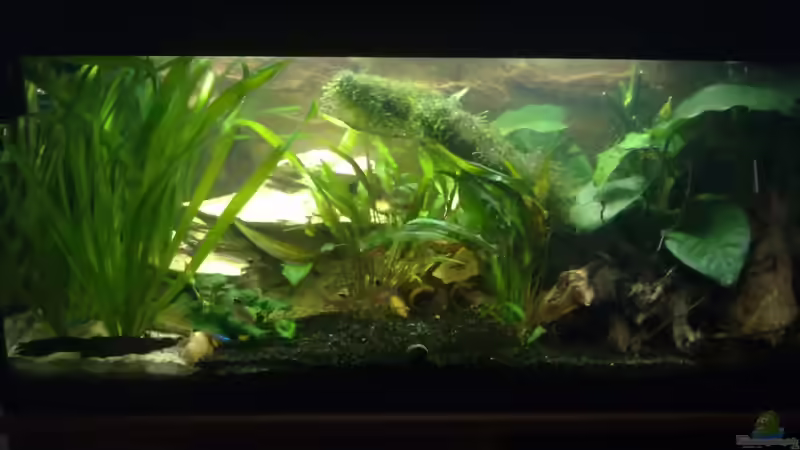 24.07.2011 von Koehler (7)