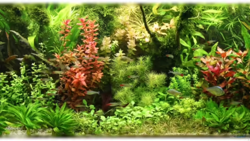 24.07.2011 von Ralf64 (11)