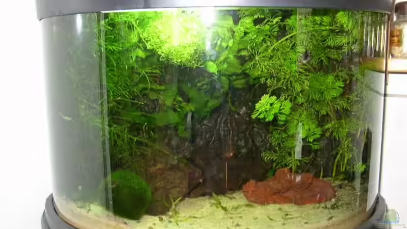 24.08.07 von Graf (3)