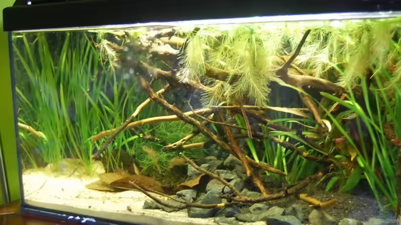 24.08.10 von ml69 (4)