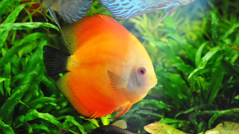 24.08.2014 von signo (34)