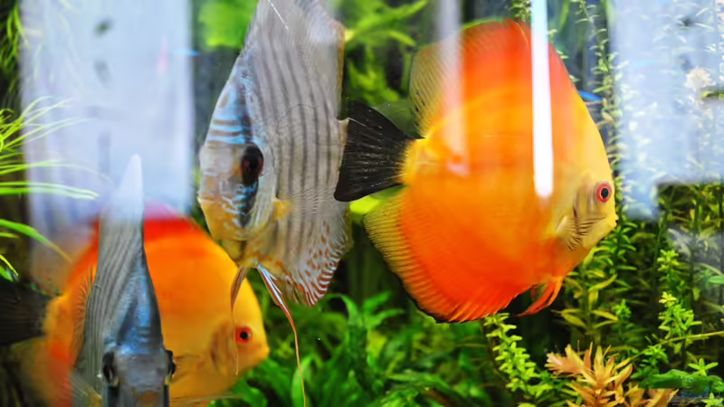 24.08.2014 von signo (35)