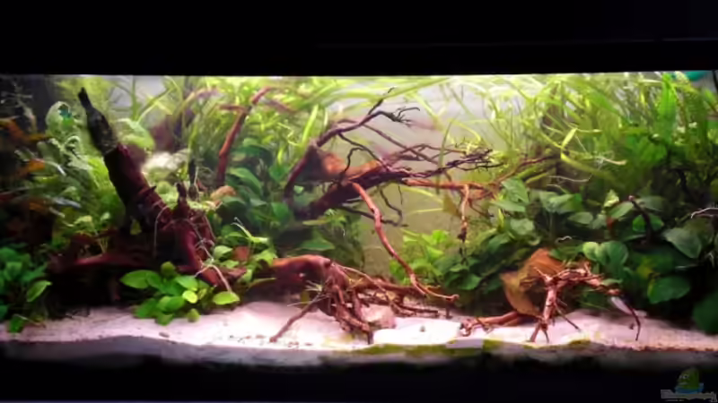 24.09.10 neue Einrichtung die Steine zum Beschweren kommen noch raus von Dominik (21)