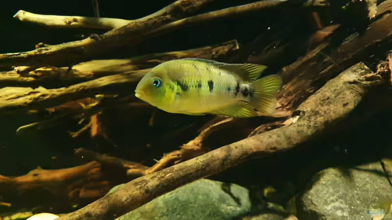 24.1.22 von Aqua fan (12)