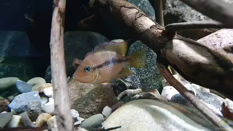 24.1.22 von Aqua fan (13)