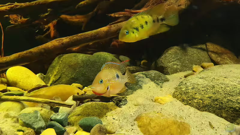 24.1.22 von Aqua fan (14)