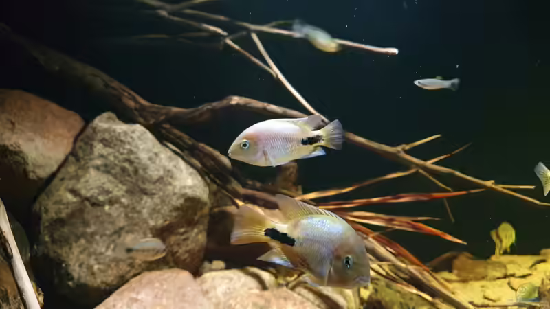 24.1.22 von Aqua fan (15)