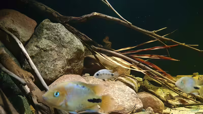 24.1.22 von Aqua fan (16)