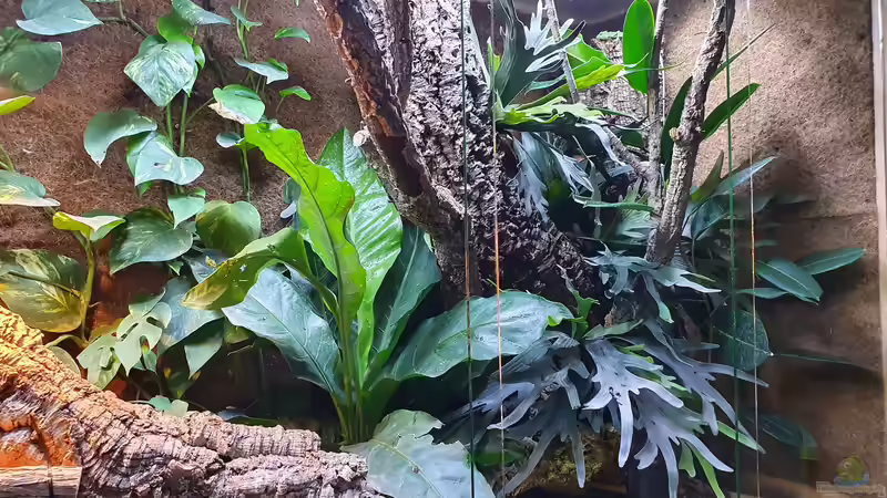 24.1.22 von Aqua fan (3)