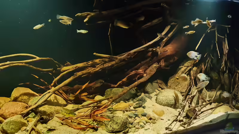 24.1.22 von Aqua fan (7)