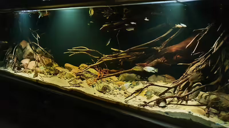 24.1.22 von Aqua fan (9)