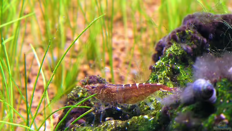 24.10.2010 - Rückenstrichgarnele von bergfrau (61)