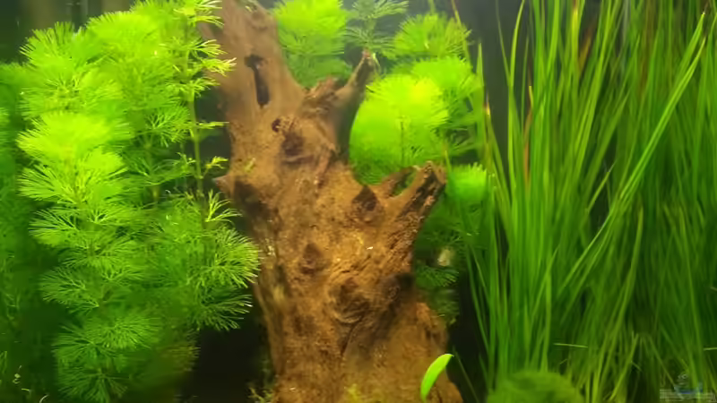 24.10.2012 die Ursprungsversion von andreas69 (2)